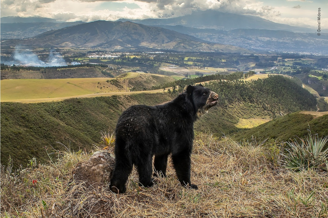 Амьдрах орчин нь устаж буй Эквадорын баавгай